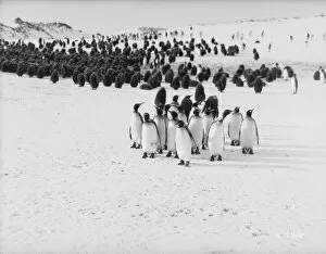 Birds Gallery: King Penguins, Bay of Isles, Antarctica