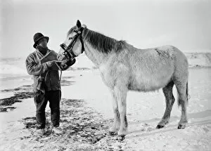 British Antarctic Expedition 1910-13 (Terra Nova) Gallery: Lt Henry Bowers and pony Victor. October 1911