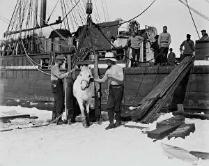 British Antarctic Expedition 1910-13 (Terra Nova) Gallery: Lt Henry Rennick leading one of the ponies out of the box onto the sea ice. January 1911