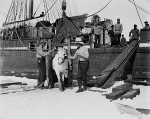 British Antarctic Expedition 1910-13 (Terra Nova) Gallery: Lt Henry Rennick leading one of the ponies out of the box onto the sea ice. January 1911