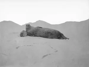 Scottish National Antarctic Expedition 1902-04 Collection: Mother and baby seal