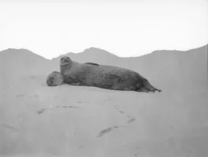 Snow Collection: Mother and baby seal
