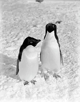 Images Dated 10th April 2015: A pair of Adelie penguins. January 1911