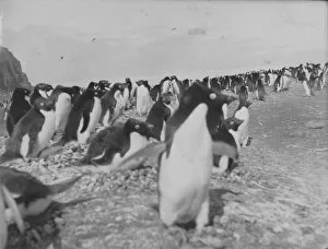 Antarctic Relief Expeditions 1902-04 Collection: Penguins on the beach at Franklin Island