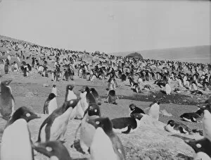 Antarctic Relief Expeditions 1902-04 Collection: Penguins on the beach, Franklin Island