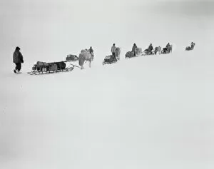British Antarctic Expedition 1910-13 (Terra Nova) Collection: Ponies on the move