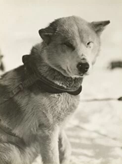 Imperial Trans-Antarctic Expedition 1914-17 (Endurance) Gallery: Portrait of a dog