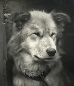 Portrait of the dog named Sue