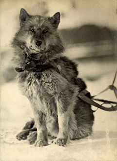 What's New: Portrait of the dog named Wolf wearing a harness