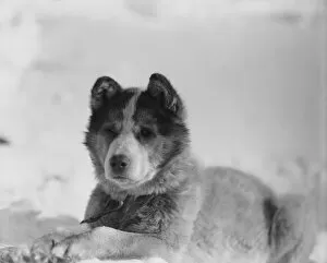 British Antarctic Expedition 1910-13 (Terra Nova) Gallery: Portrait of the sledge dog named Vida