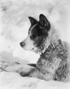 British Antarctic Expedition 1910-13 (Terra Nova) Prints: Portrait of the sledge dog Vida