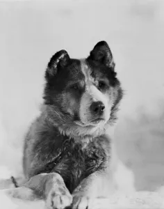 British Antarctic Expedition 1910-13 (Terra Nova) Gallery: Portrait of the sledge dog Vida