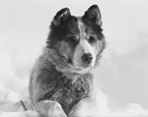 British Antarctic Expedition 1910-13 (Terra Nova) Collection: Portrait of the sledge dog Vida