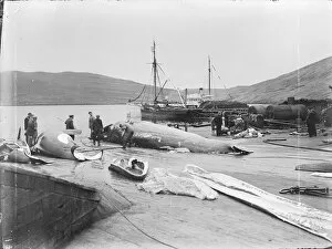 British Arctic Air Route Expedition 1930-31 Gallery: Quest at Vaag, Faroes. Whales on plan