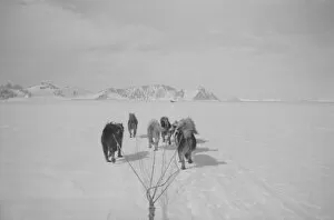 British Graham Land Expedition 1934-37 Gallery: Quintin Rileys dog sledge team, Red Rock Ridge