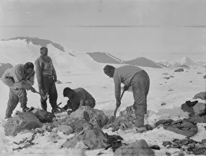 British Antarctic Expedition 1910-13 (Terra Nova) Collection: Sandstone moraine. Working on fossil boulder