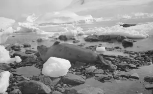 British Expedition to Graham Land, 1920-22 Collection: Sea Elephant, Waterboat Point, Paradise Bay