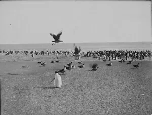 Antarctic Relief Expeditions 1902-04 Gallery: Skua gulls and Penguins on Franklin Island