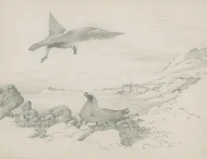Artists: Edward Wilson Gallery: Skuas near nest