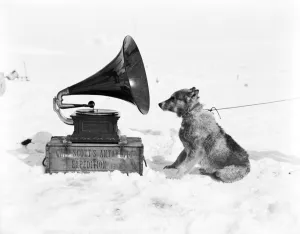 Trending: The sledge dog Chris and the Gramophone