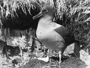 Birds Collection: Sooty Albatross standing by nest