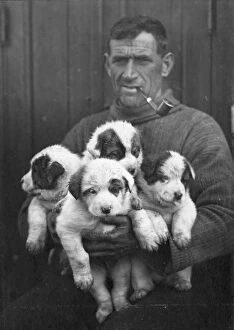 Imperial Trans-Antarctic Expedition 1914-17 (Endurance) Gallery: Tom Crean and the pups