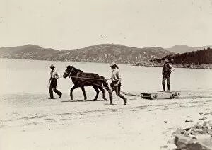 British Antarctic Expedition 1907-09 (Nimrod) Collection: Training one of the ponies for the Expedition, Quail Island, New Zealand, Dec 1907