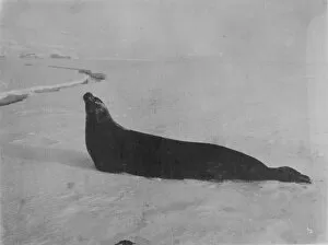 Antarctic Relief Expeditions 1902-04 Collection: Weddell seal making for crack in ice