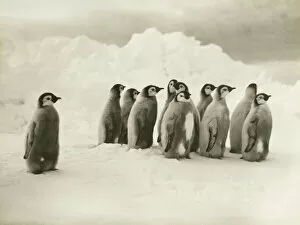 Young Emperor penguin chicks